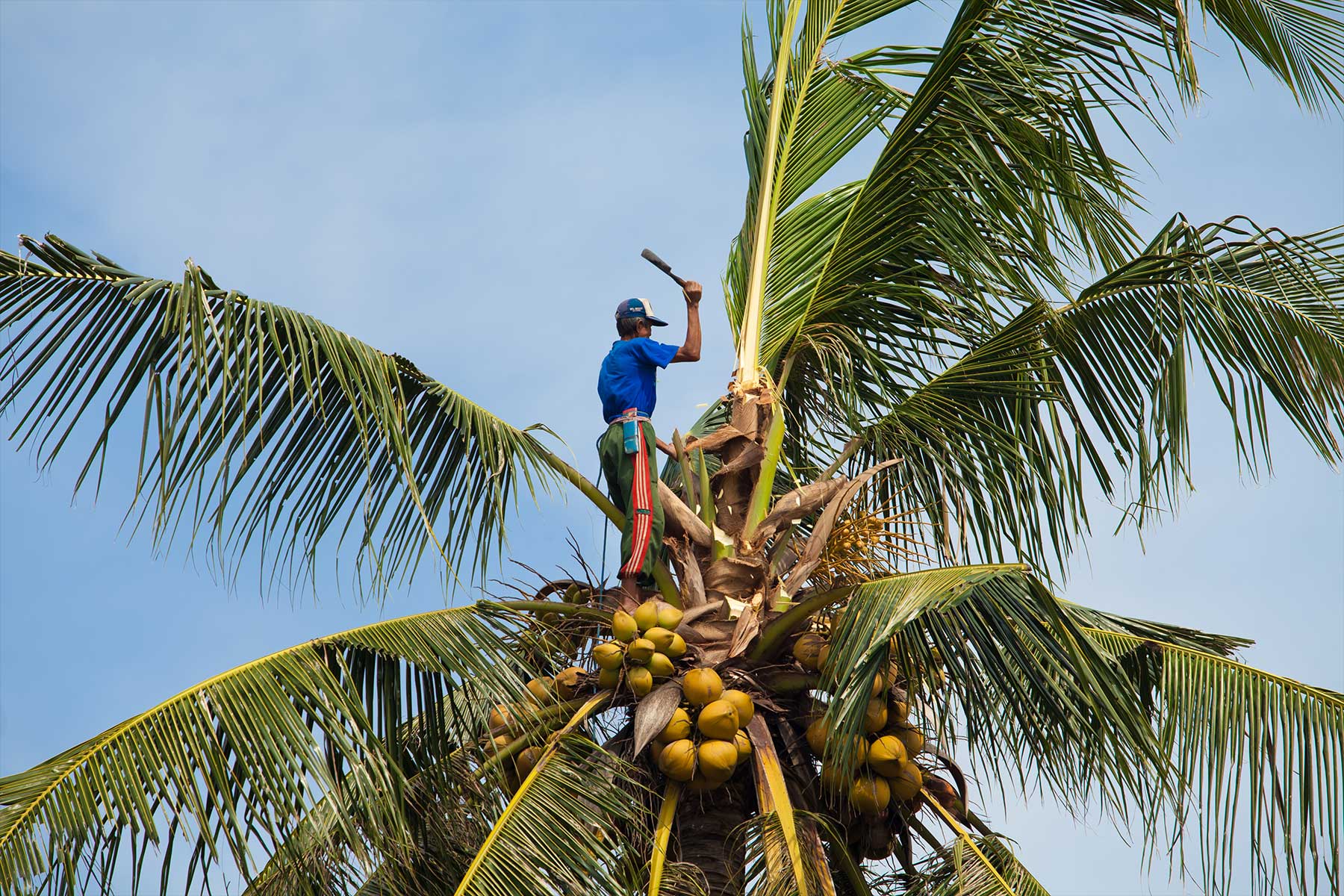 Die meisten Kokosnüsse werden von Kleinbauern per Hand geerntet. Junge Kokosnüsse sind grün, dreieckig und etwa kopfgroß. Sie enthalten vor allem Kokoswasser. Die reiferen Früchte liefern später die Basis für Kokosmilch und Kokoscreme sowie Kokosraspeln und Kokosmehl.  (Bild: © paulprescott72/iStock.com)