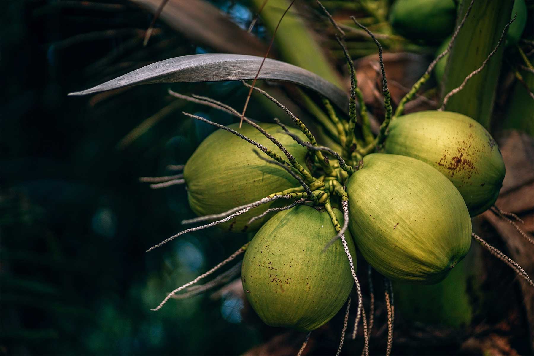 Kokospalmen tragen ganzjährig Früchte, denn die Kokosnüsse reifen ständig nach. Bis eine Palme das erste Mal trägt, dauert es allerdings rund zwölf Jahre. Abhängig von Sorte, Standort und Pflege liefert eine Palme bis zu 150 Kokosnüsse pro Jahr. (Bild: © Nipanan Lifestyle/iStock.com)