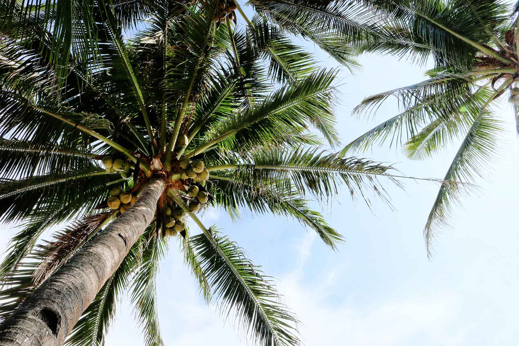 Kokospalmen benötigen ein warmes Klima und einen nährstoffreichen Boden. Sie finden sich im gesamten Tropengürtel und werden bereits seit 3.000 Jahren angebaut. Die Kokosraspeln im Sortiment von August Töpfer & Co. stammen aus Indonesien, Sri Lanka, Vietnam und den Philippinen. (Bild: © Zeshalyn Capindo/unsplash.com)